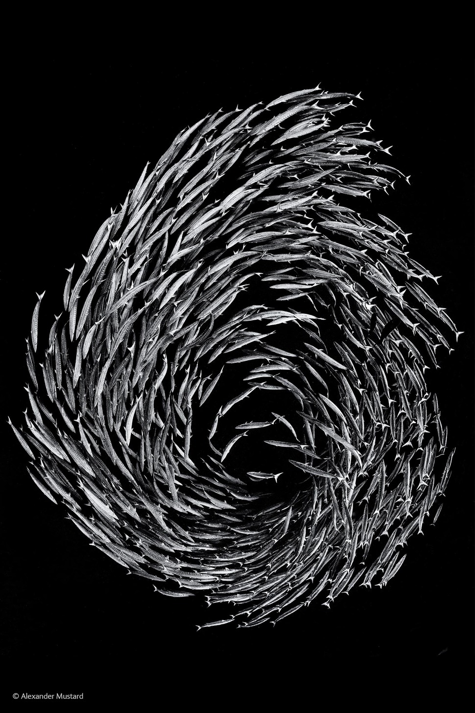Barracuda Swirl by Alexander Mustard