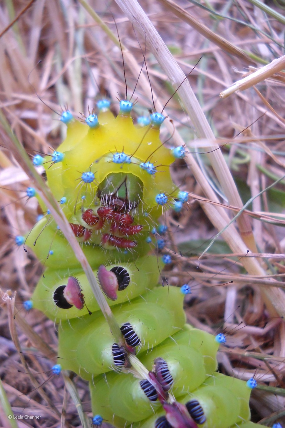 Great Peacock Moth Caterpillar by Leela Channer