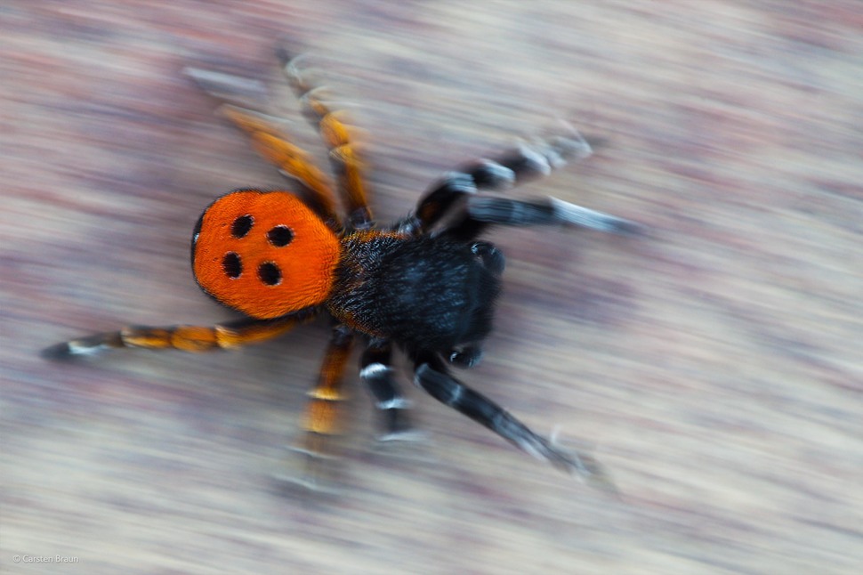 Ladybird Spider by Carsten Braun