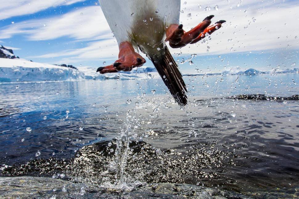 Leaping Gentoo Penguin by Paul Souders