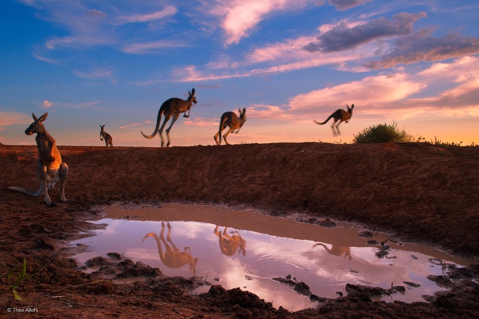 Red Kangaroos at Waterhole by Theo Allofs