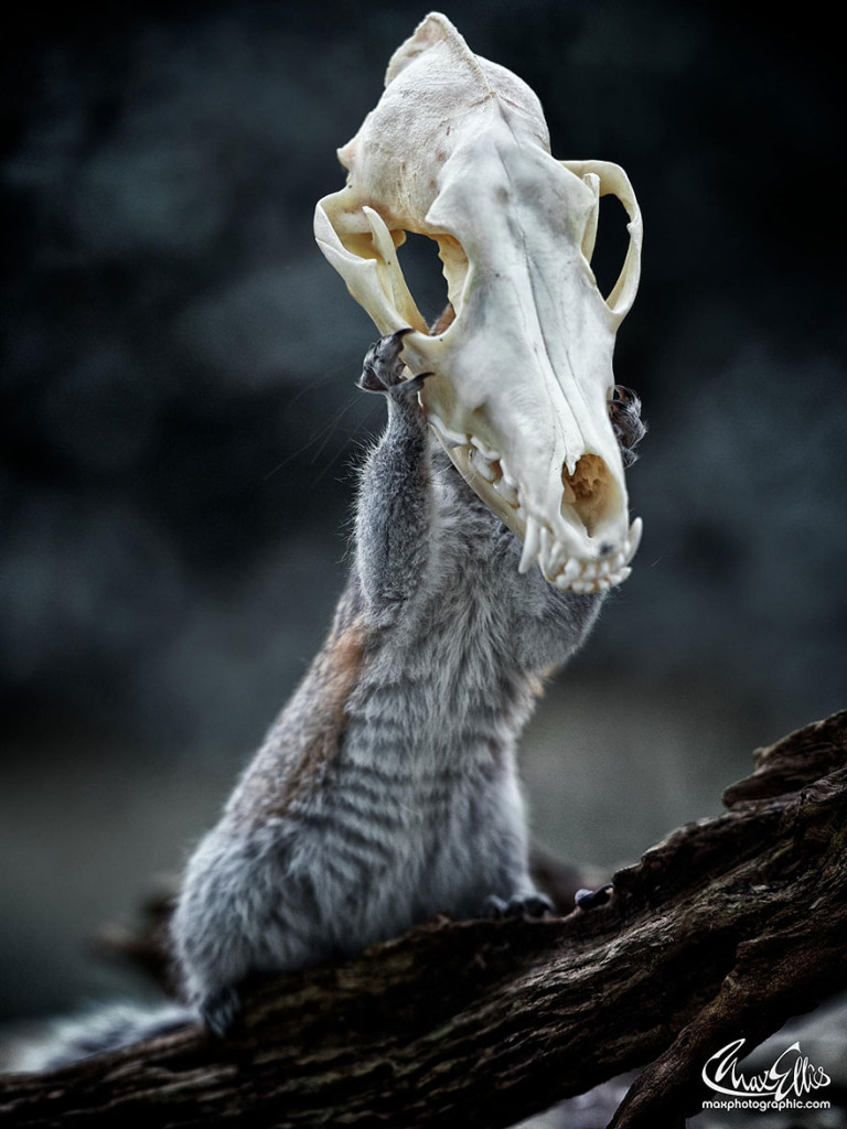 wildlife-photography-squirrels-max-ellis-1
